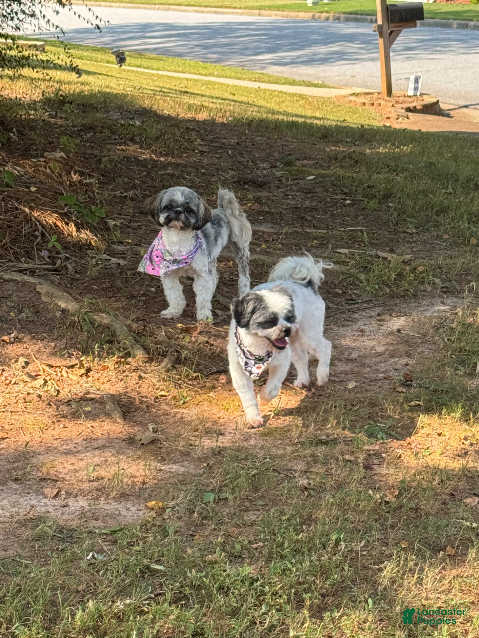 Shih Tzu dogs for sale: Shih Tzu Puppy 1 - Ad 8