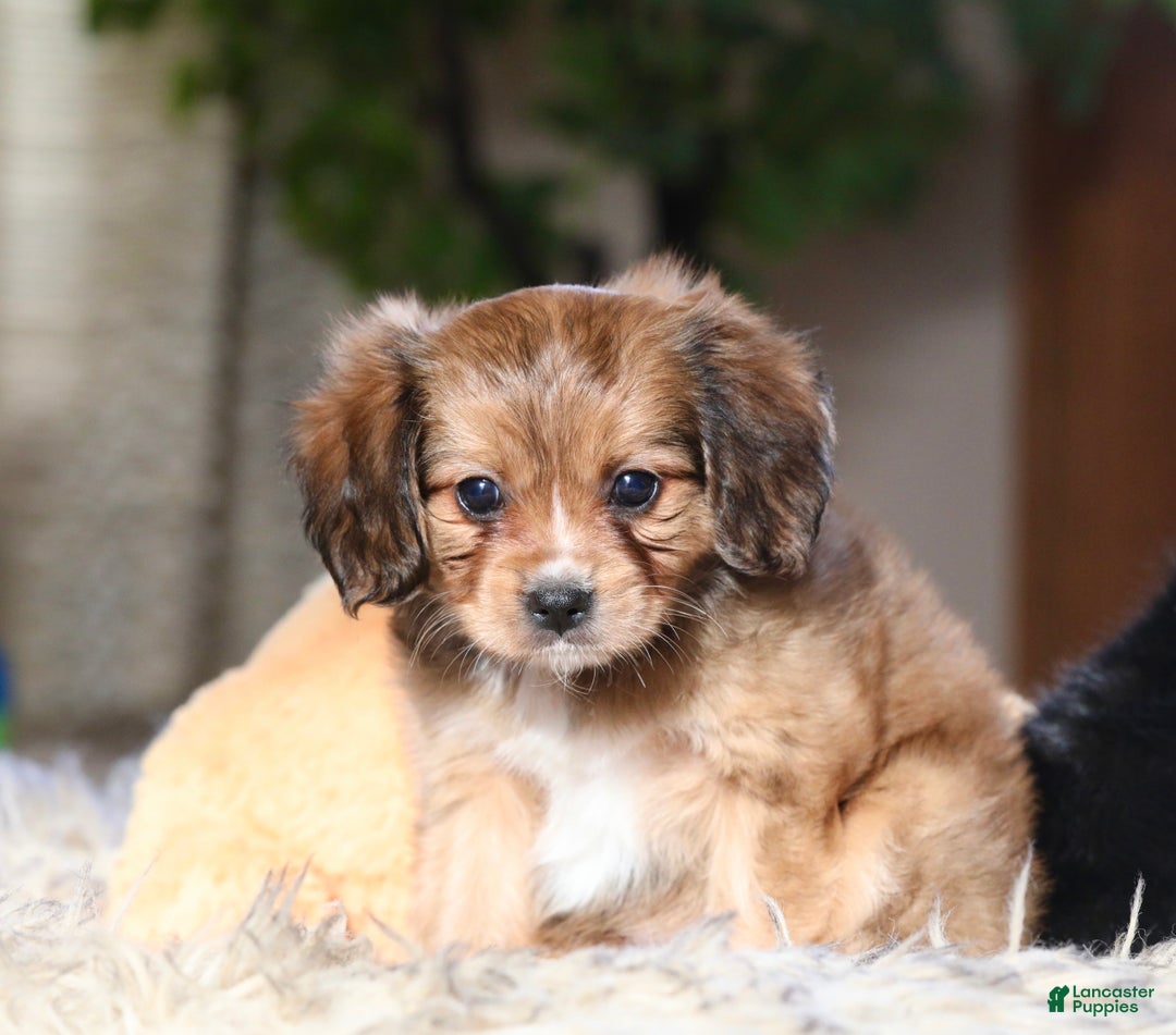 Mixed Breed dogs for sale: Cavalon Sparkle - Ad 13