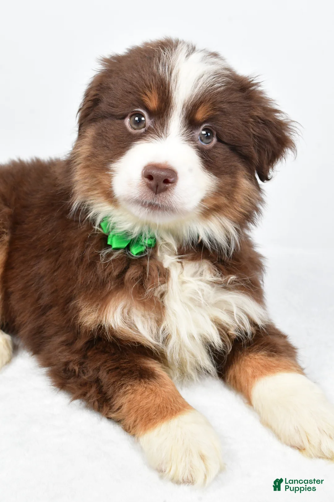 Miniature Australian Shepherd dogs for sale: Rebekah - Ad 6