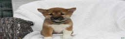 Shiba Inu dogs for sale: Karis - Ad 4
