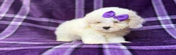 Bichpoo dogs for sale: Hope - Ad 7