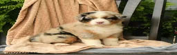 Australian Shepherd dogs for sale: Miles - Ad 2