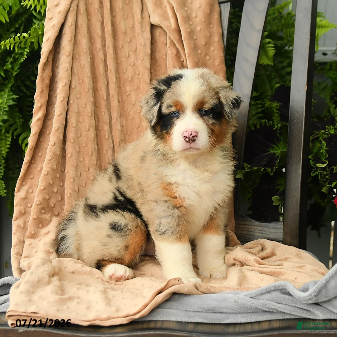 Australian Shepherd dogs for sale: Miles - Ad 2
