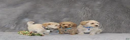 Havapoo dogs for sale: Phoenix 💙 Minature - Ad 10