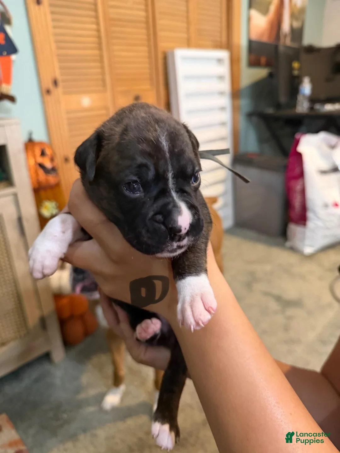 Boxer dogs for sale: Boxer 6 - Ad 2