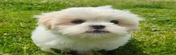 Malshi dogs for sale: Sherpa  - Ad 15