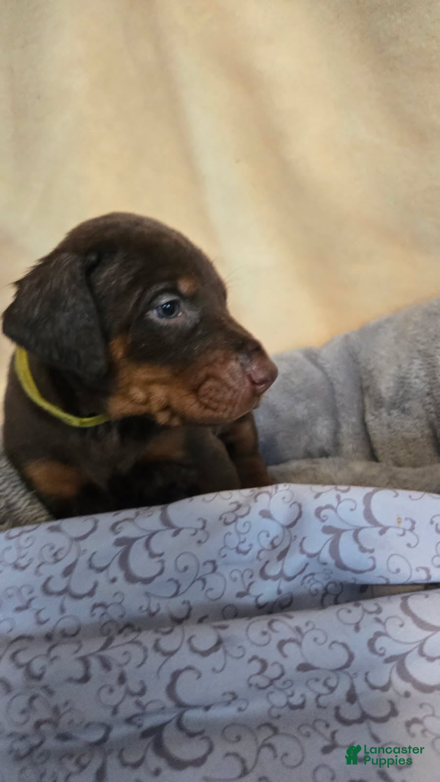 Doberman Pinscher dogs Doberman Pinscher 11 - Ad 10