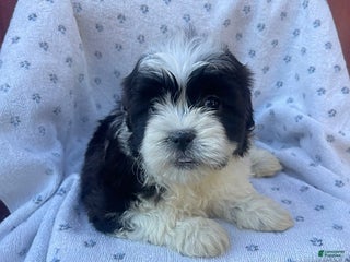 Shihpoo dogs - Ad 14