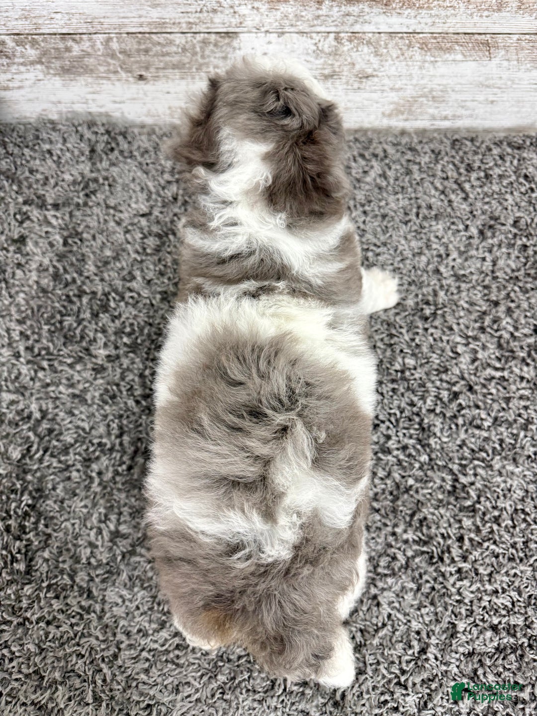 Mini Bernedoodle dogs for sale: Enzo - Ad 4