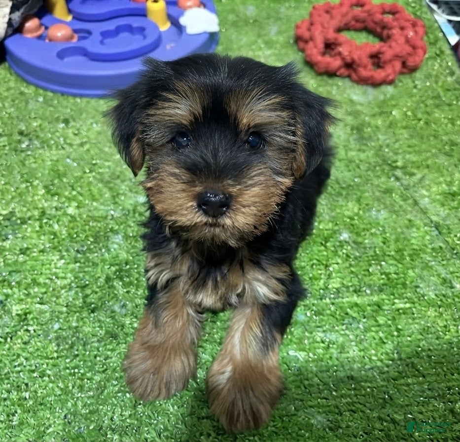 Yorkshire Terrier dogs Alf - Ad 13