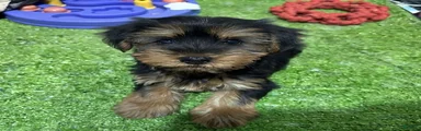 Alf