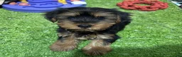 Yorkshire Terrier dogs for sale: Alf - Ad 1