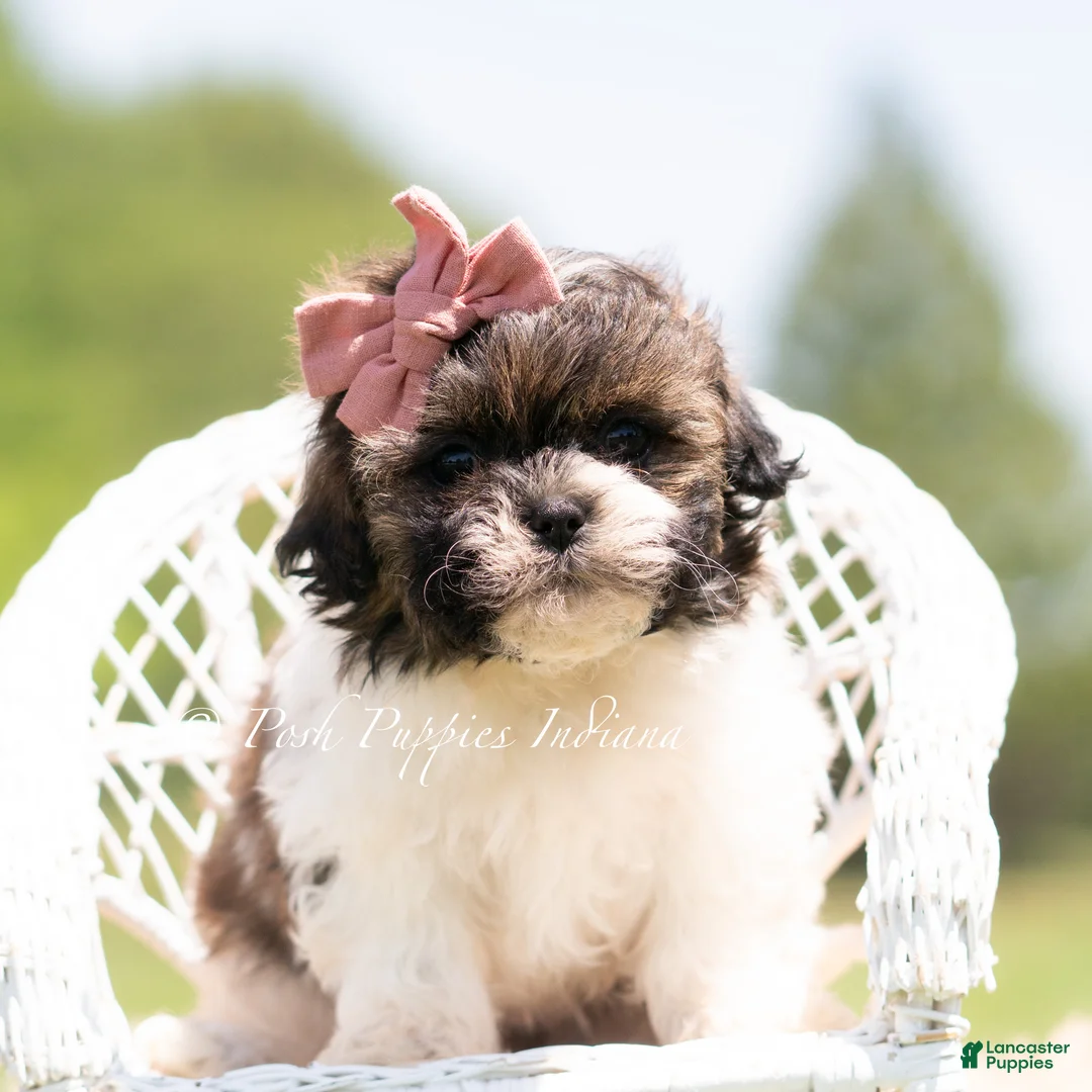 Shih Tzu dogs for sale: Chica - Ad 2