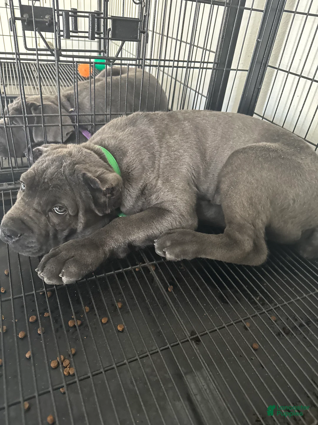 Cane Corso dogs for sale: Toki - Ad 3