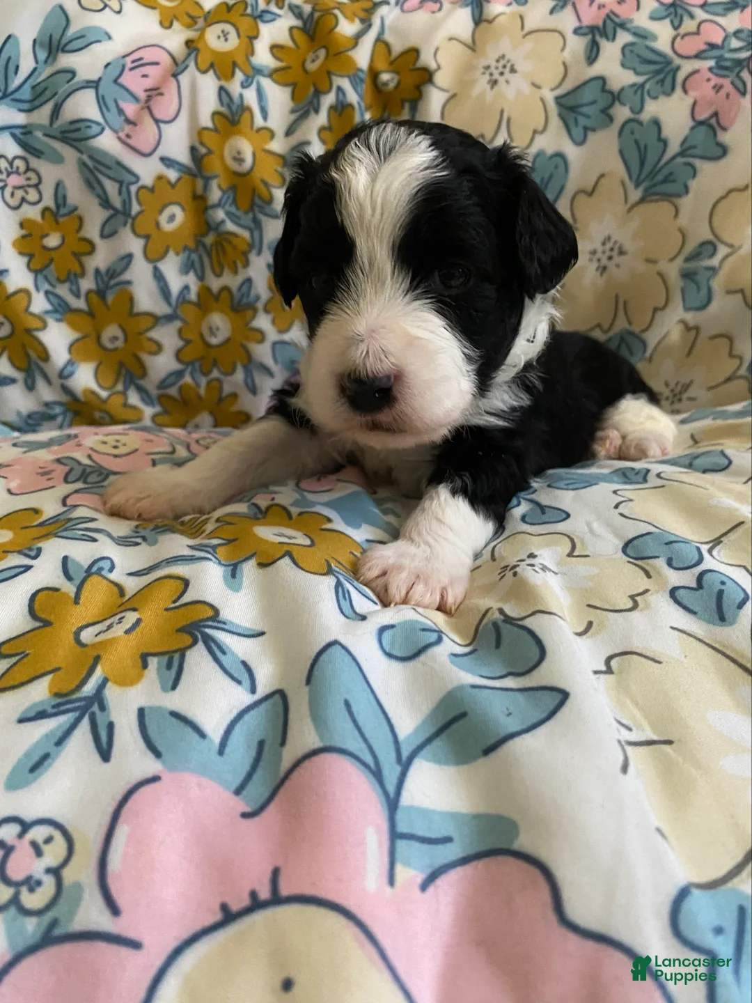 Mixed Breed dogs for sale: Aldo - Ad 1