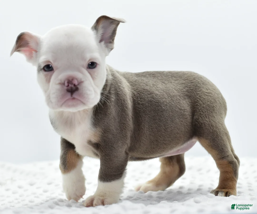 Mixed Breed dogs for sale: Lily tricolor hybrid  - Ad 16