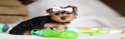 Yorkshire Terrier dogs for sale: Dolly - Ad 4