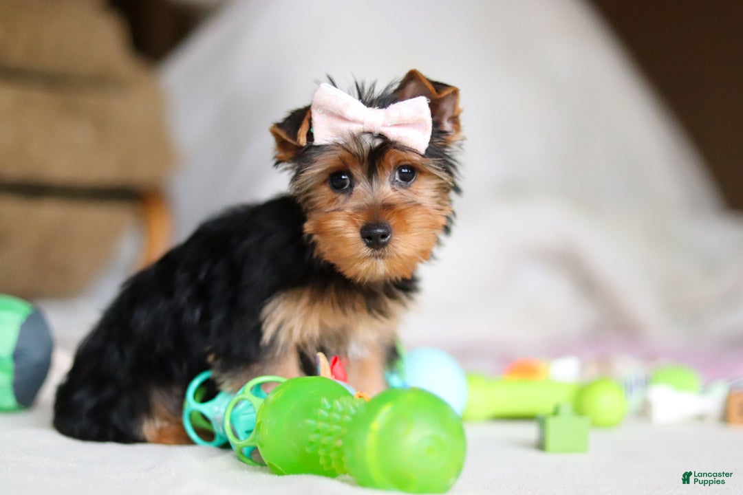 Yorkshire Terrier dogs for sale: Dolly - Ad 4