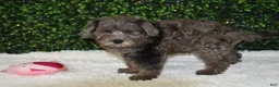 Mixed Breed dogs for sale: Mack - Ad 7
