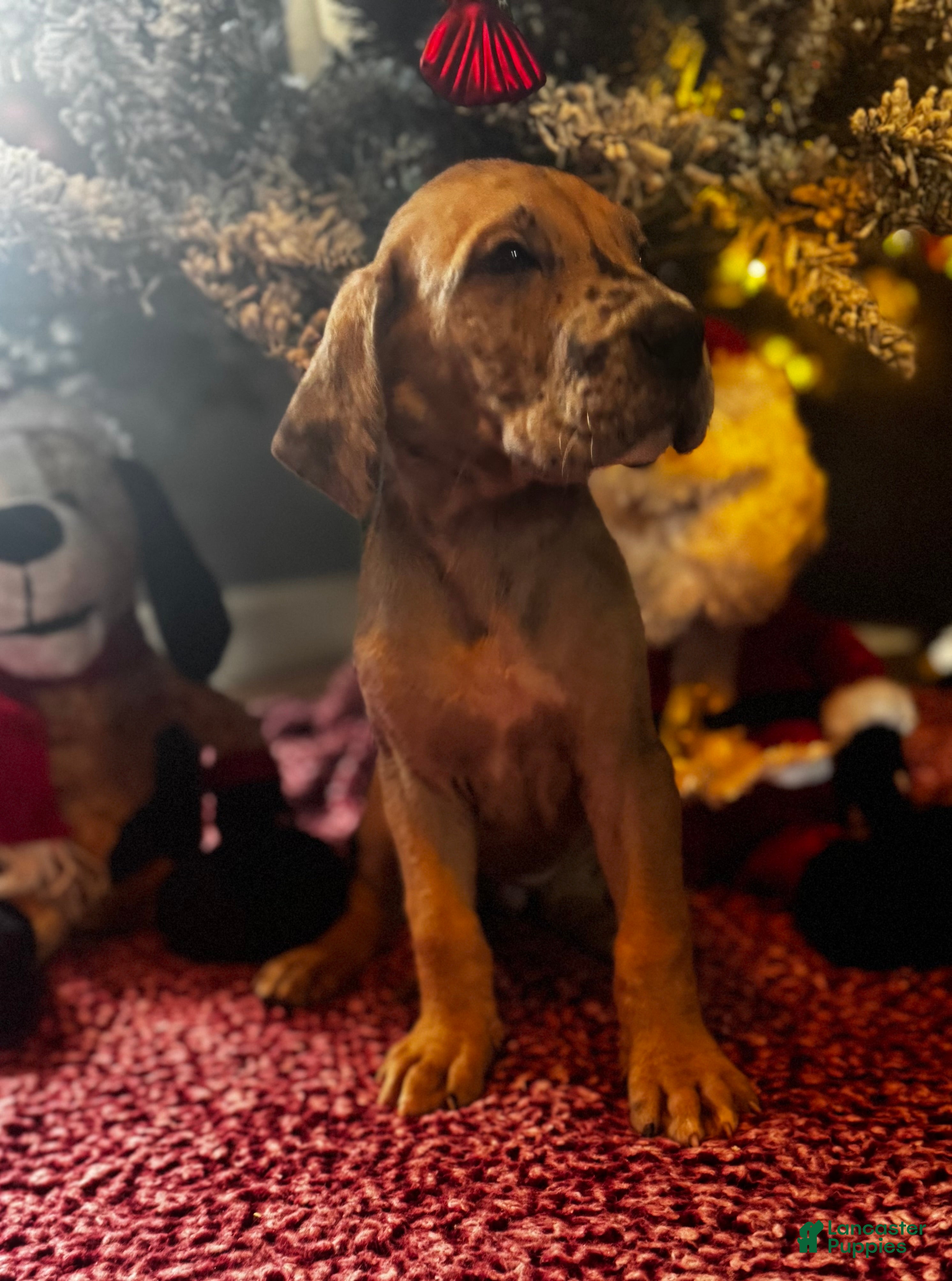 Great Dane dogs Daria - Ad 26