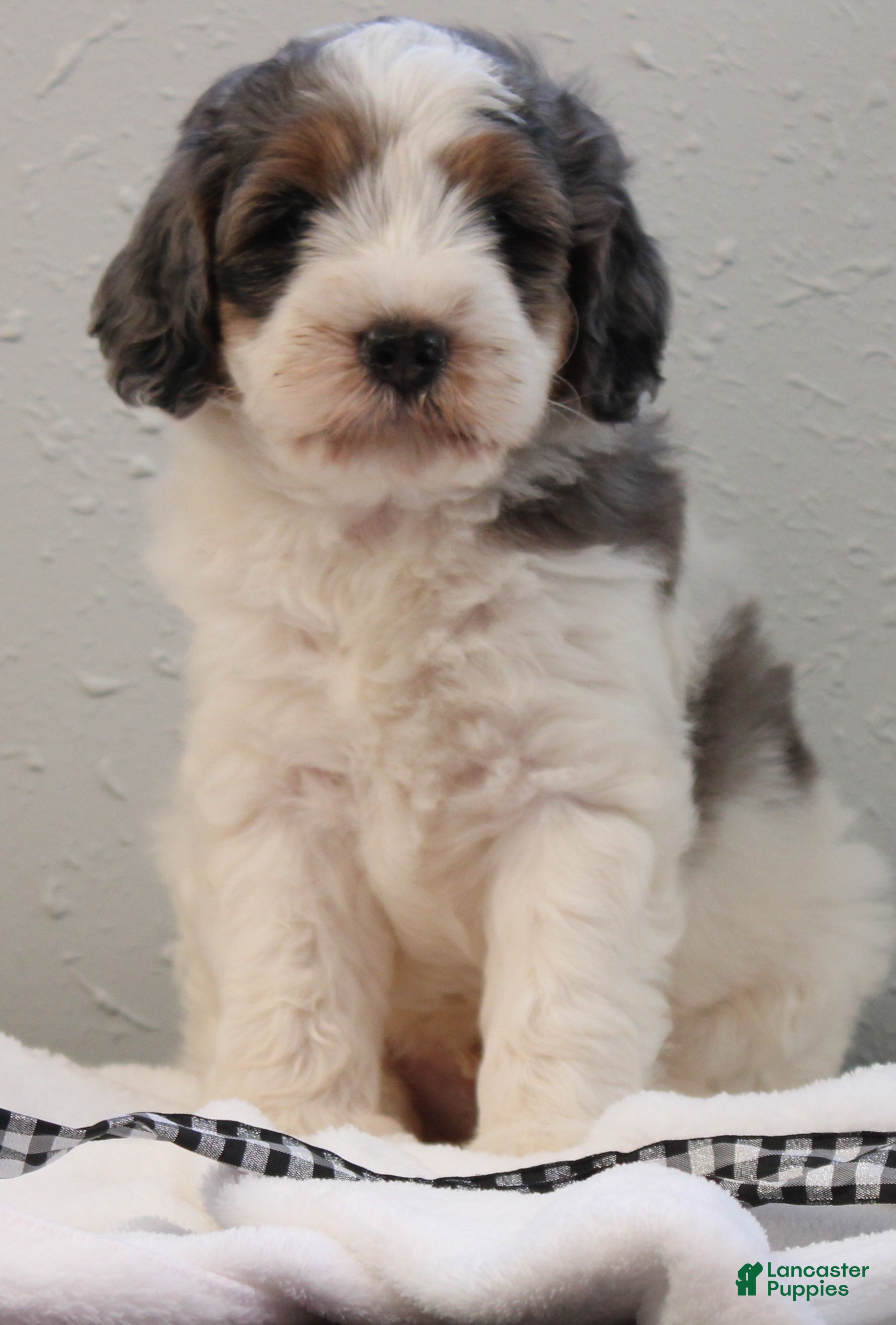 Bernedoodle dogs for sale: Banjo - Ad 3