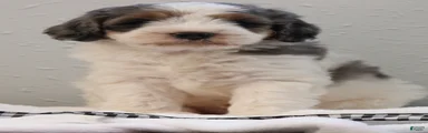 Banjo