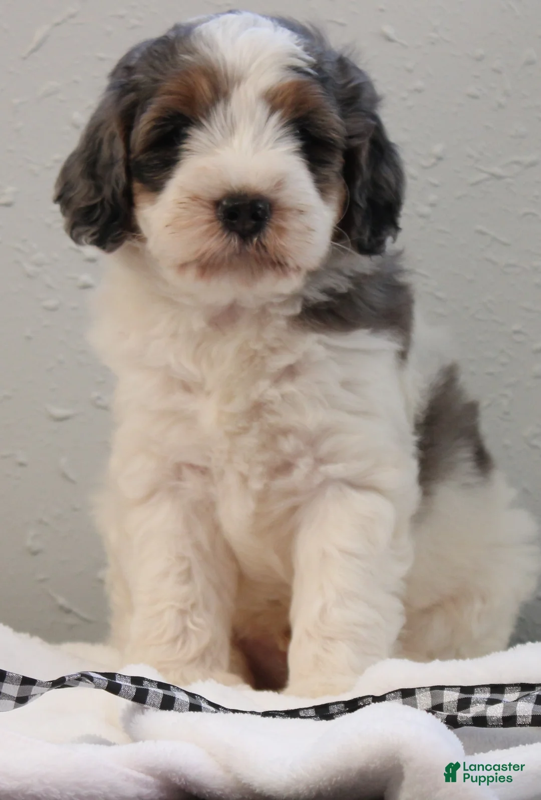 Bernedoodle dogs for sale: Banjo - Ad 1