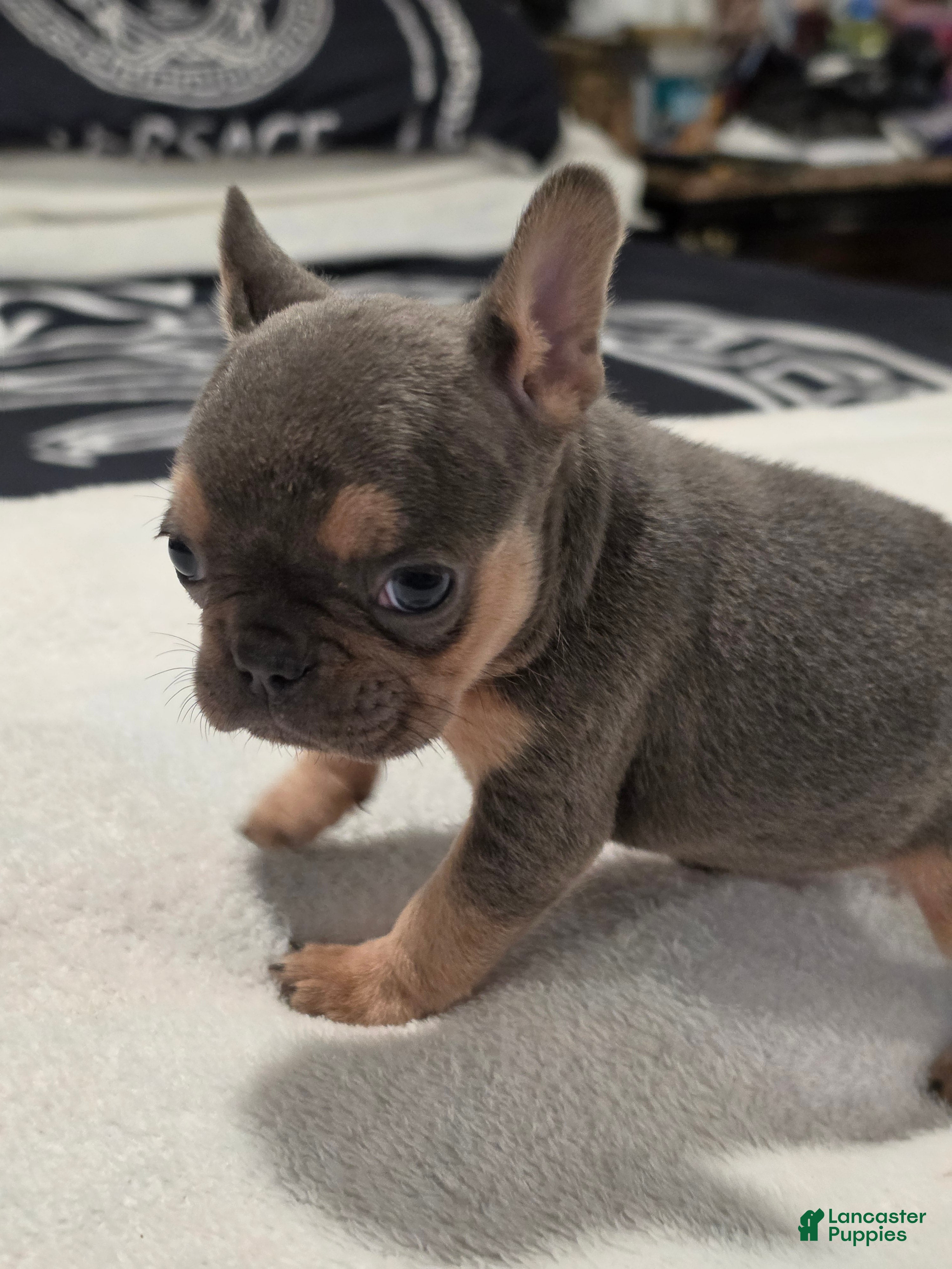 French Bulldog dogs for sale: French Bulldog Puppy 1 - Ad 2