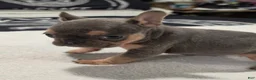 French Bulldog dogs for sale: French Bulldog Puppy 1 - Ad 1