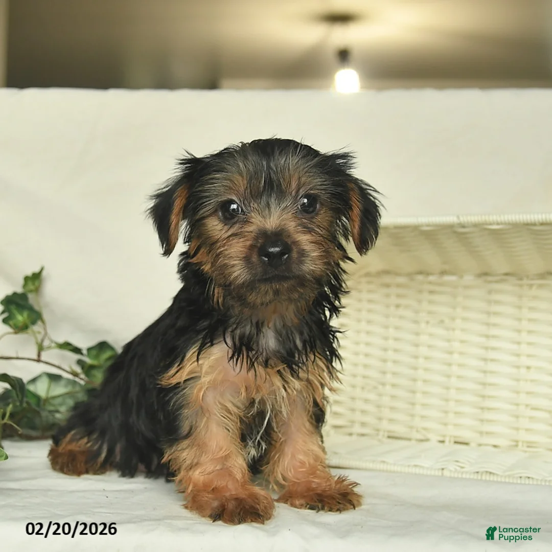 Yorkshire Terrier dogs for sale: River  - Ad 4