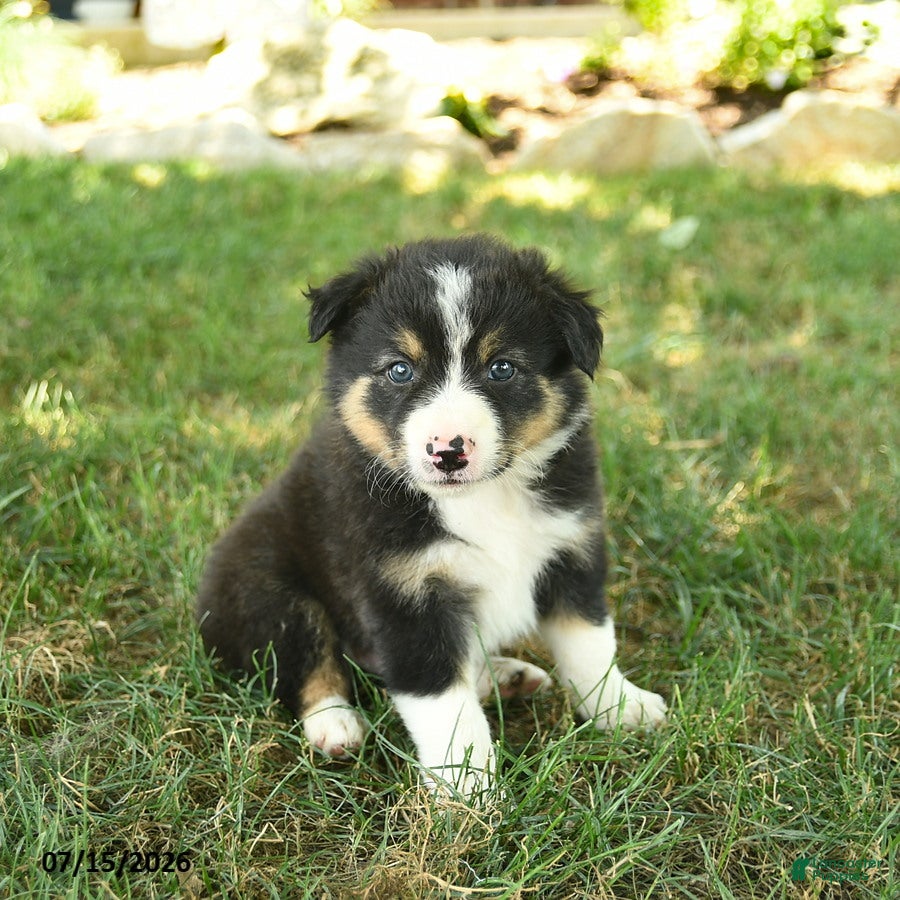 Border Collie dogs Harvey - Ad 1