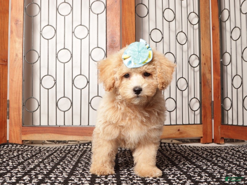 Maltipoo dogs Sadie - precious Maltipoo - Ad 2