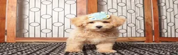 Maltipoo dogs for sale: Sadie - precious Maltipoo - Ad 2