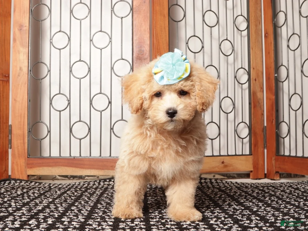 Maltipoo dogs for sale: Sadie - precious Maltipoo - Ad 2
