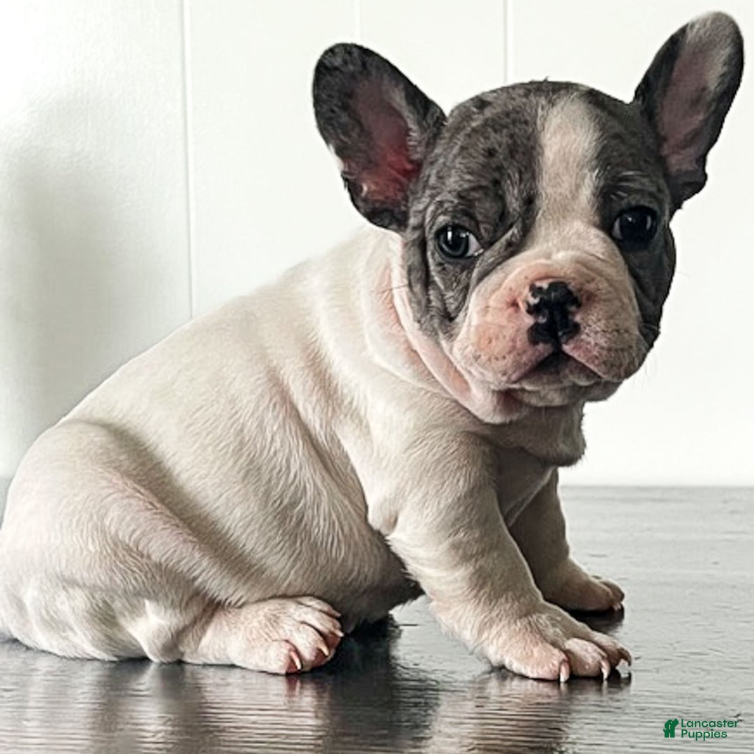 French Bulldog dogs for sale: Omar - Ad 3