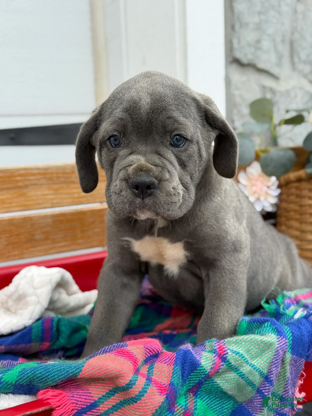 Cane Corso dogs for sale: Abby - Ad 1