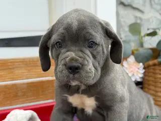 Cane Corso dogs Abby - Ad 35