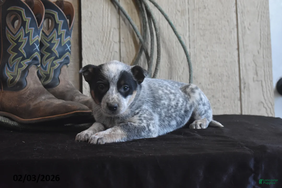 Australian Cattle Dog dogs for sale: Cheyenne - Ad 5