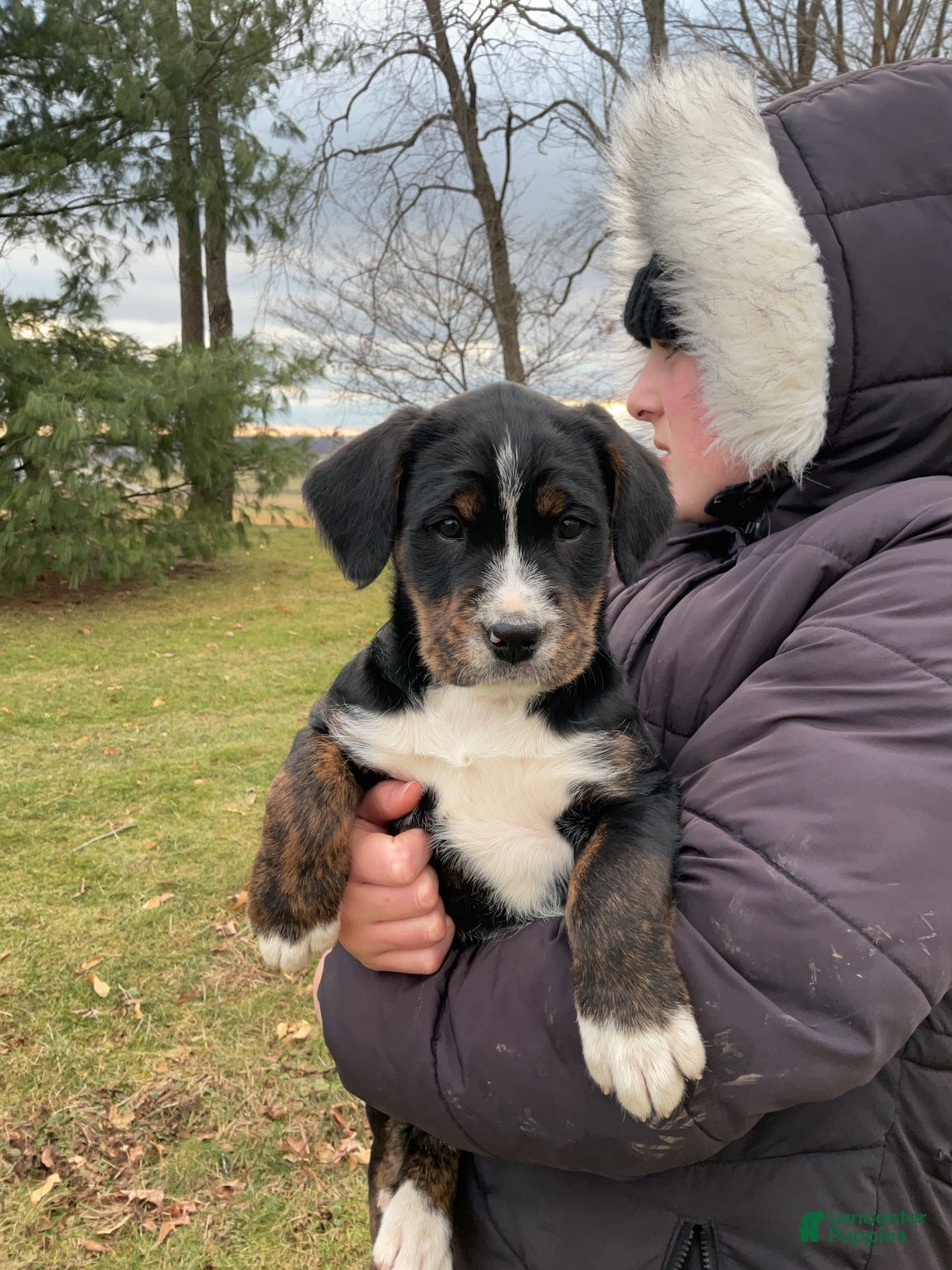 Mixed Breed dogs for sale: Kia - Ad 6