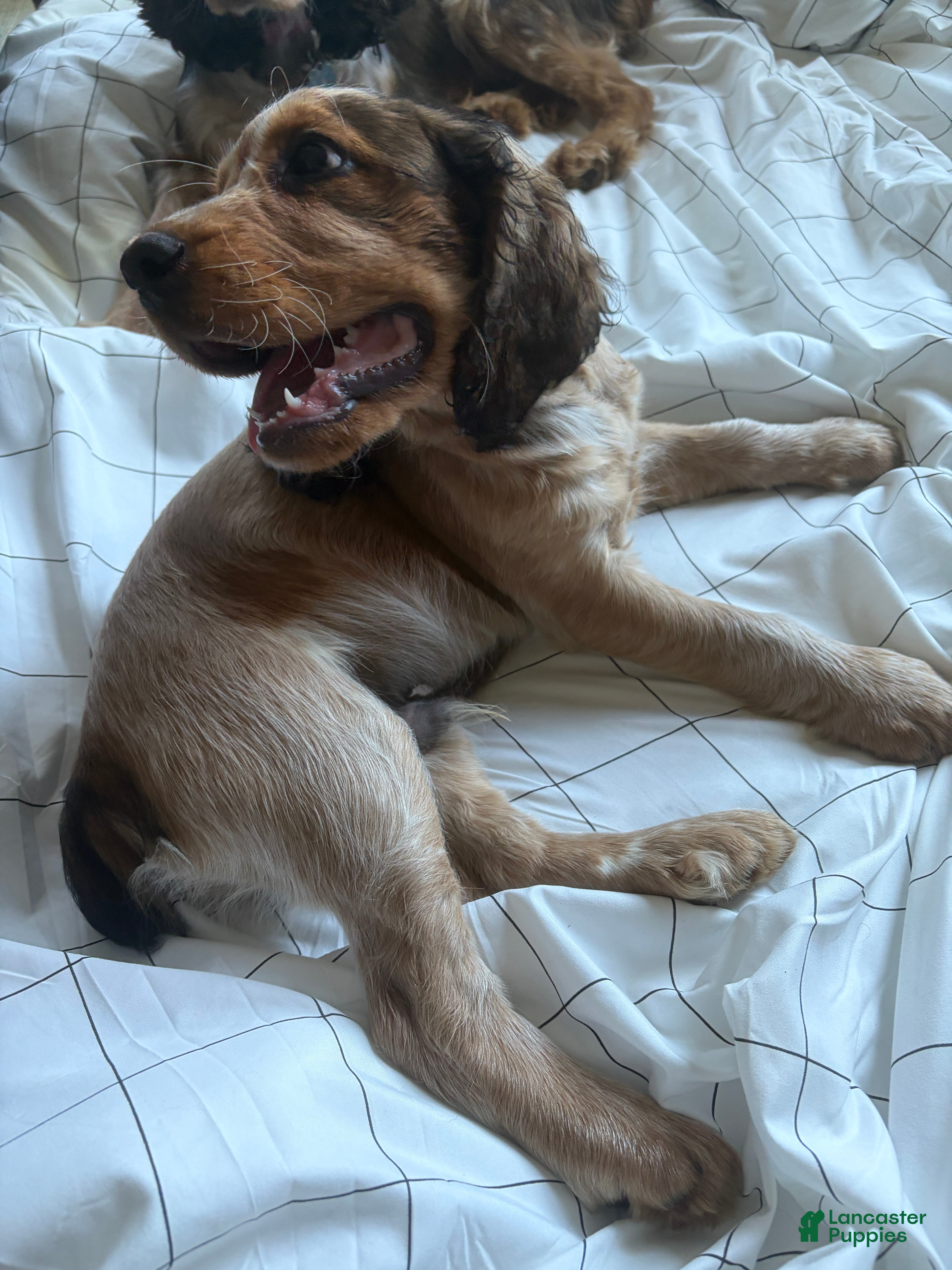English Springer Spaniel dogs Cloyd - Ad 2