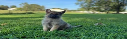 German Shepherd dogs for sale: Rocky - Ad 5