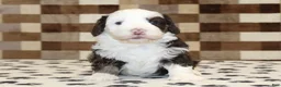 Mini Bernedoodle dogs for sale: Bailey - Ad 3
