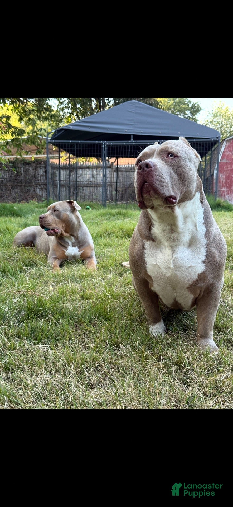 American Bully dogs American Bully 6 - Ad 36
