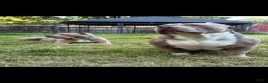 American Bully 6