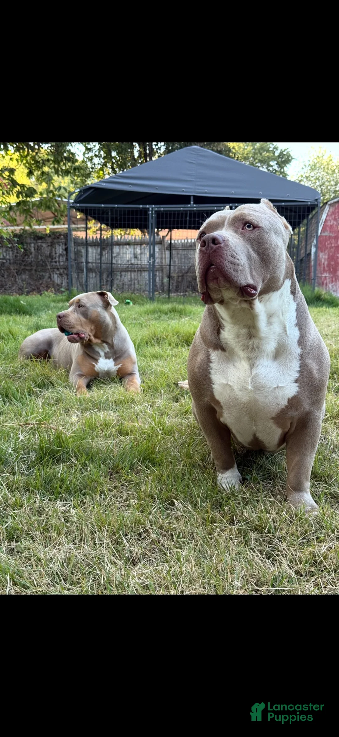 American Bully dogs for sale: American Bully 6 - Ad 1