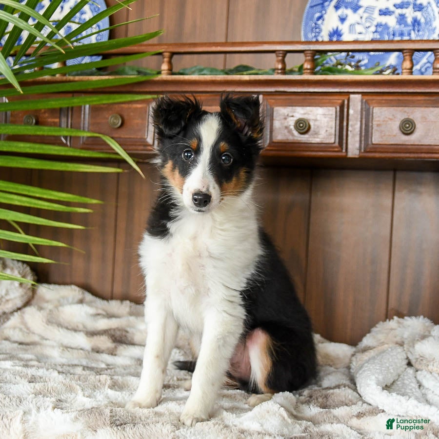 Shetland Sheepdog dogs Ken  - Ad 2