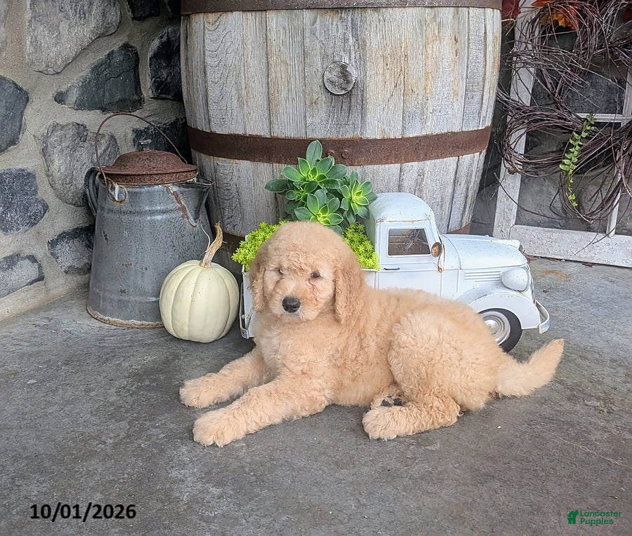 Goldendoodle dogs Asher - Ad 2
