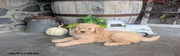 Goldendoodle dogs for sale: Asher - Ad 2
