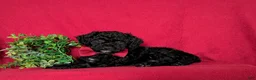 Miniature Poodle dogs for sale: Nolan - Ad 4