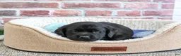 Labrador Retriever dogs for sale: Bean - Ad 1